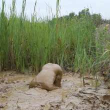 RyuuWammer: Into the Reeds