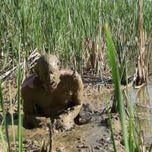 RyuuWammer: Messy Mud Masturbation 2023