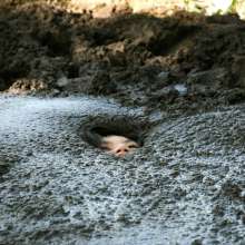 dlodoski: Shane D, Teasing Us in the Peat--Photos
