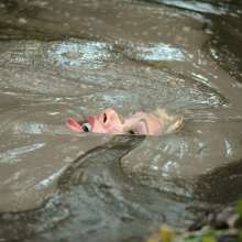 dlodoski: Summer, A Little Farther in Brown Mpvbleck--Photos