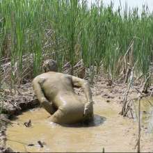 RyuuWammer: Talking Dirty in the Mud
