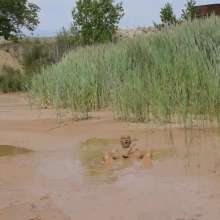 RyuuWammer: The Mud Pool