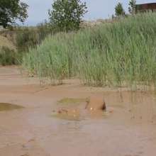 RyuuWammer: The Mud Pool