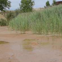 RyuuWammer: The Mud Pool