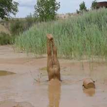 RyuuWammer: The Mud Pool
