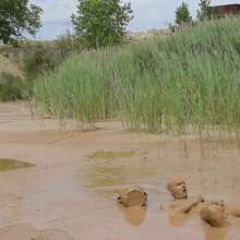 RyuuWammer: The Mud Pool