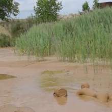 RyuuWammer: The Mud Pool