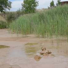 RyuuWammer: The Mud Pool