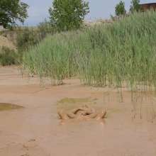 RyuuWammer: The Mud Pool