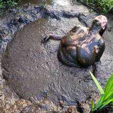 MelonieNosha: Thicc in the Mud