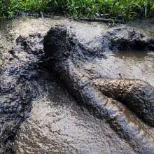 MelonieNosha: Thicc in the Mud