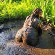 MelonieNosha: Thicc in the Mud