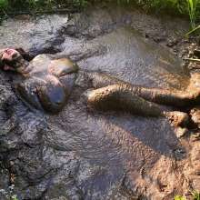 MelonieNosha: Thicc in the Mud