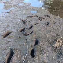 MudPig88: Found more really good mud