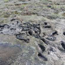 MudPig88: Found more really good mud