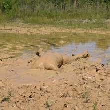 RyuuWammer: Found a new quarry with waste deep and deeper clay, video soon