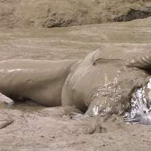 FOXY: Painted silver and dipped in mud