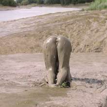 FOXY: Performances in deep mud
