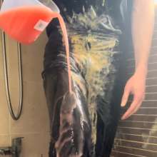 LeatherGunge: Leather pants, slime and custard