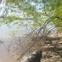Daddydirtydog: First Mud pup vid
