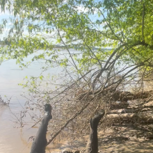 Daddydirtydog: First Mud pup vid
