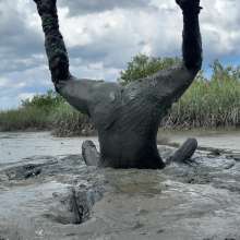 Goonology: Manic for Mud Pies!