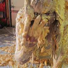 Slimed Models: Dani's Slime Olympics Submission 2025