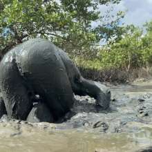 Goonology: Soles Out in Swamp Sludge