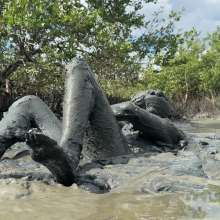 Goonology: Soles Out in Swamp Sludge
