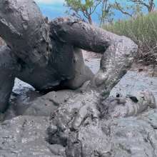 Messy Temptress: Mucked and Fucked by a Horny Swamp Spirit