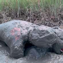 Messy Temptress: Mucked and Fucked by a Horny Swamp Spirit