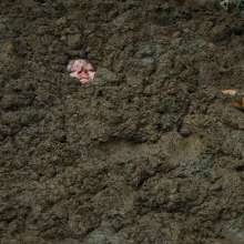 QS4Ever: Lucy in Alternative Farm Clay