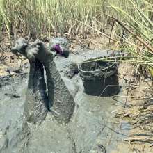 Messy Temptress: Muck Bucket Mania: Naked and Slimed With Stinky Mud!