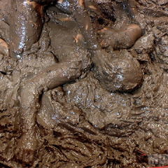 wamfan: Muddy Knockout