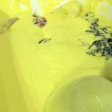 MostWam: Custard Bathing Mia