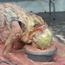 MostWam: Casey Takes a Silly Amount of Mess!