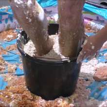 RevSlymsford: Masie and Satine play a messy game 'Live and Let Die'