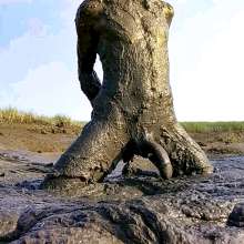 Clifford Anderton: 3 New Mud Galleries!