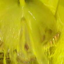 bosunbob: Gorgeous gunge virgins in a strip race to avoid a sliming