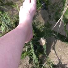 FoxWolf: Avillains First Estuary Adventure