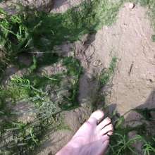 FoxWolf: Avillains First Estuary Adventure