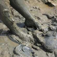 FoxWolf: Bare Feet in Very Deep Mud Pit