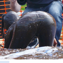 jkoshOne: Cute gravy wrestling brunette
