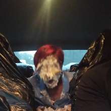 CreamMeAgain: Messy Uber Treats Ride!