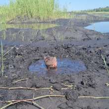 stryker: coal mining tailing pond research (coal slurry/sludge)