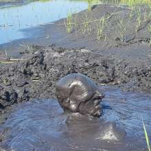 stryker: coal mining tailing pond research (coal slurry/sludge)