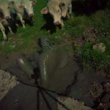 Swamp Angel: 71 Mud Moon Ritual Cape and Cows