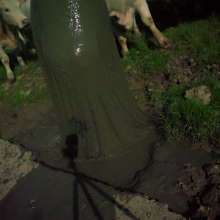 Swamp Angel: 71 Mud Moon Ritual Cape and Cows