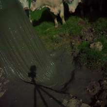 Swamp Angel: 71 Mud Moon Ritual Cape and Cows