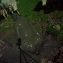 Swamp Angel: 71 Mud Moon Ritual Cape and Cows